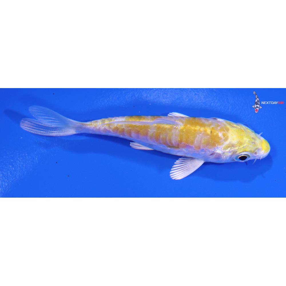3” Imported Armor Scaled Lemon Hariwake