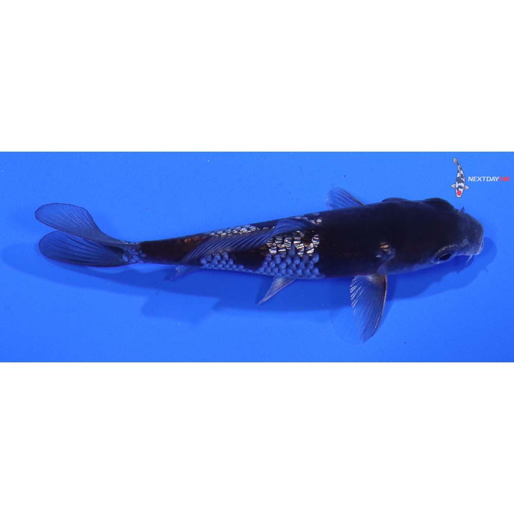 3.5” Imported Gin Rin Ochiba Shigure