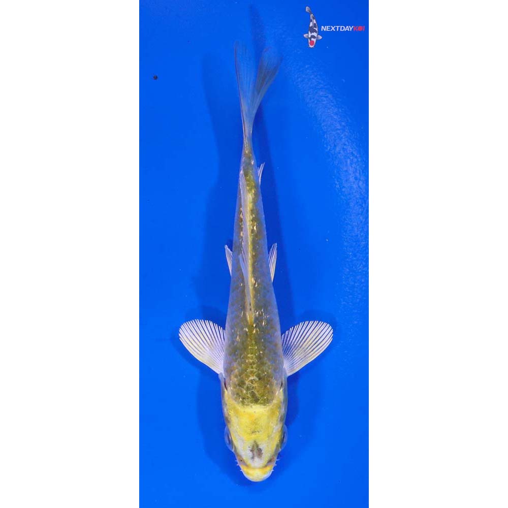 3.5” Imported Kujaku
