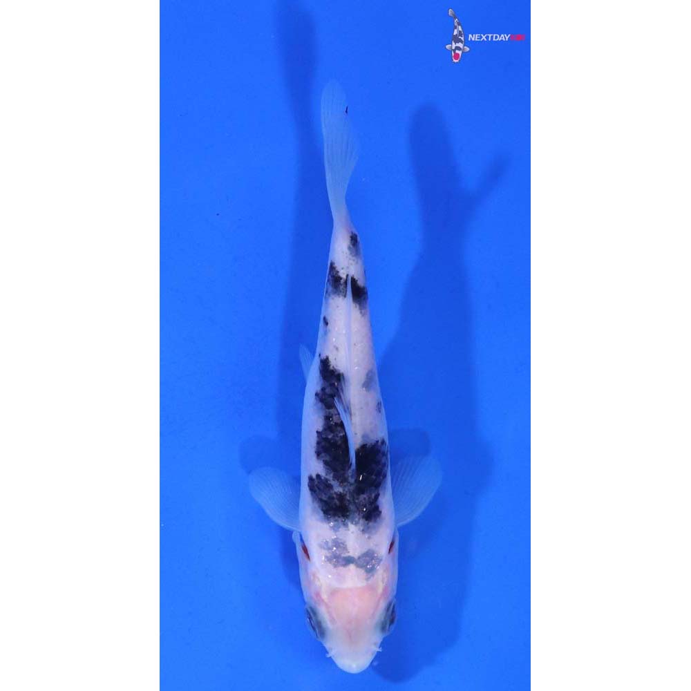 3.5” Imported Shiro Bekko