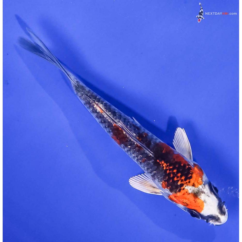 4” Imported Kujaku