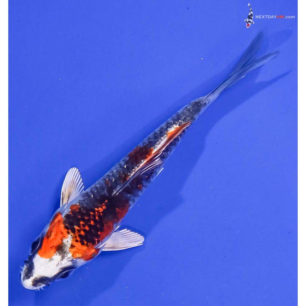 4” Imported Kujaku