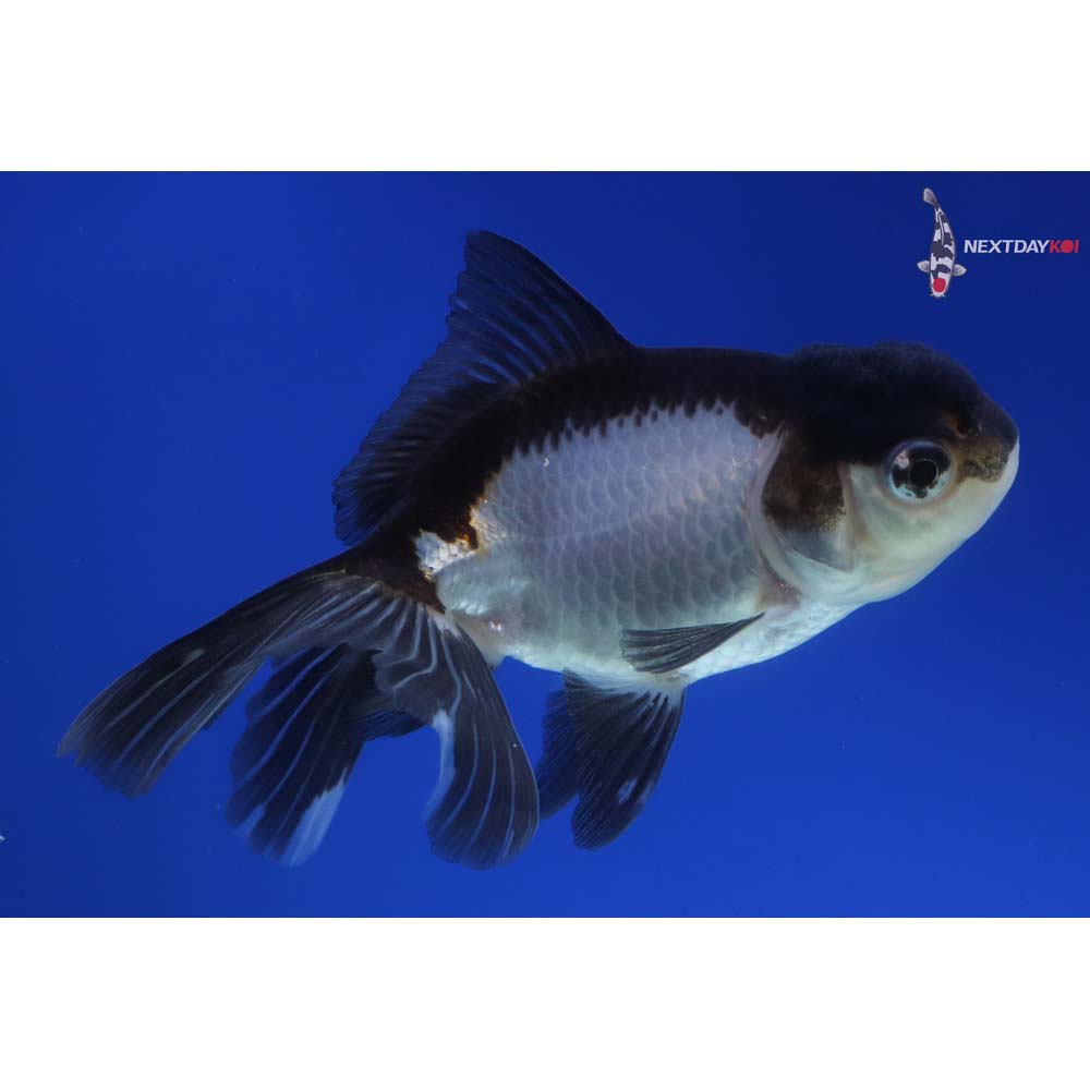 4” Imported Panda Oranda