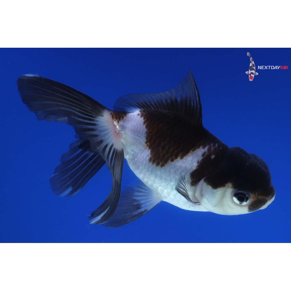 4” Imported Panda Oranda