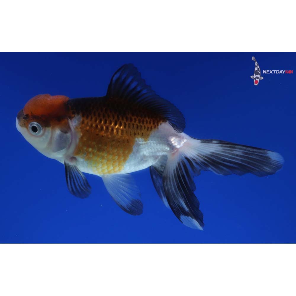 4” Imported Tri Color Panda Oranda