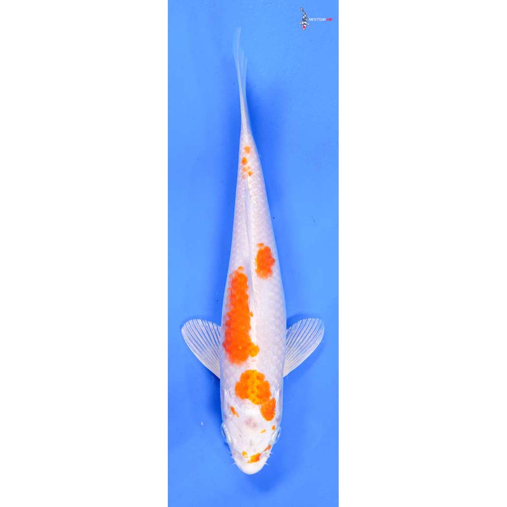 8.5” Imported Hariwake