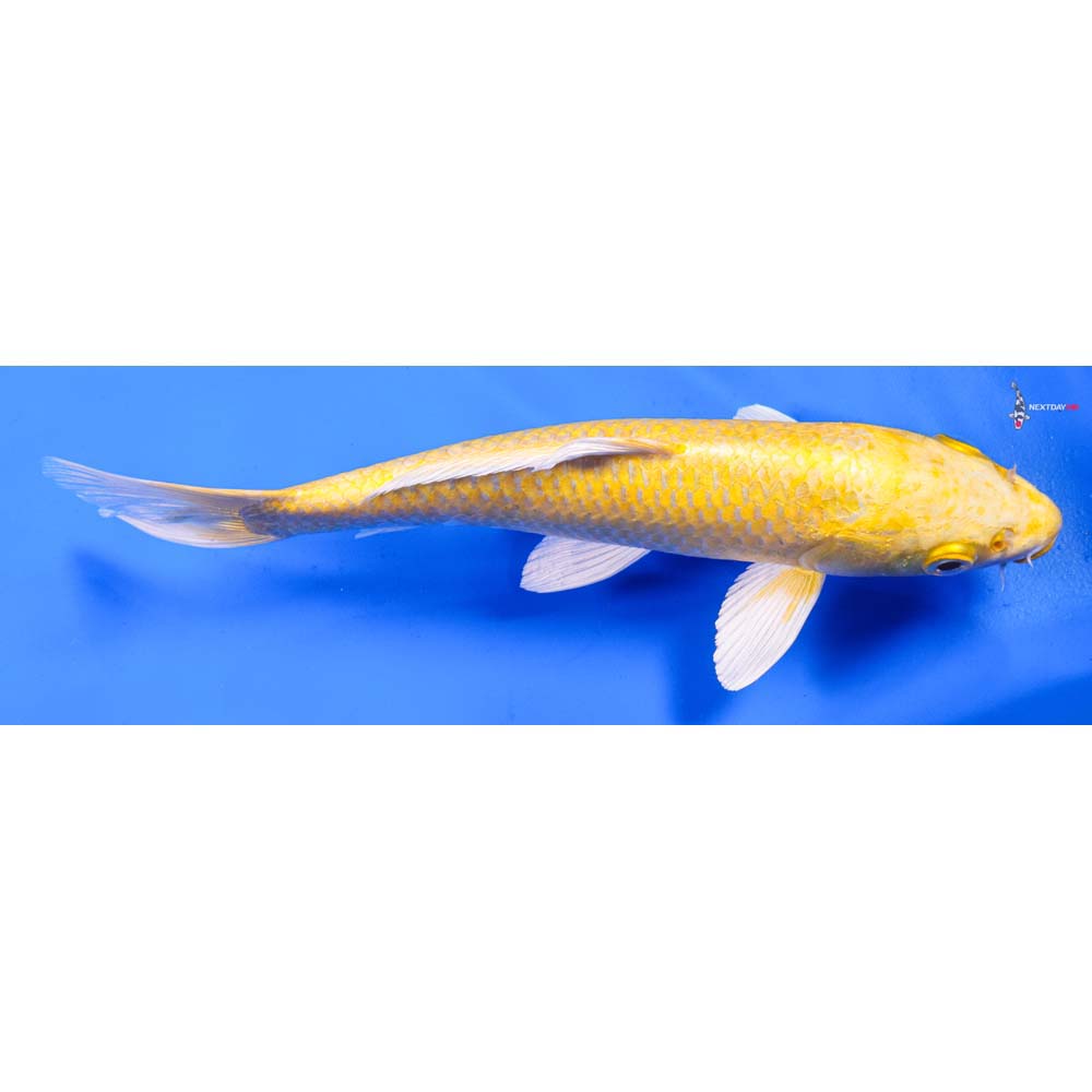 8.5” Imported Yamabuki Ogon