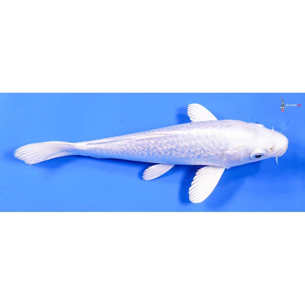 8” Imported Gin Rin Platinum Ogon