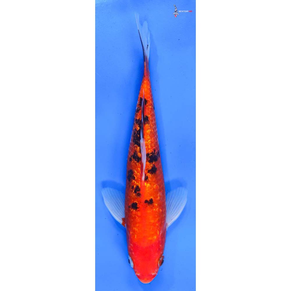 9” Imported Gin Rin Sanke