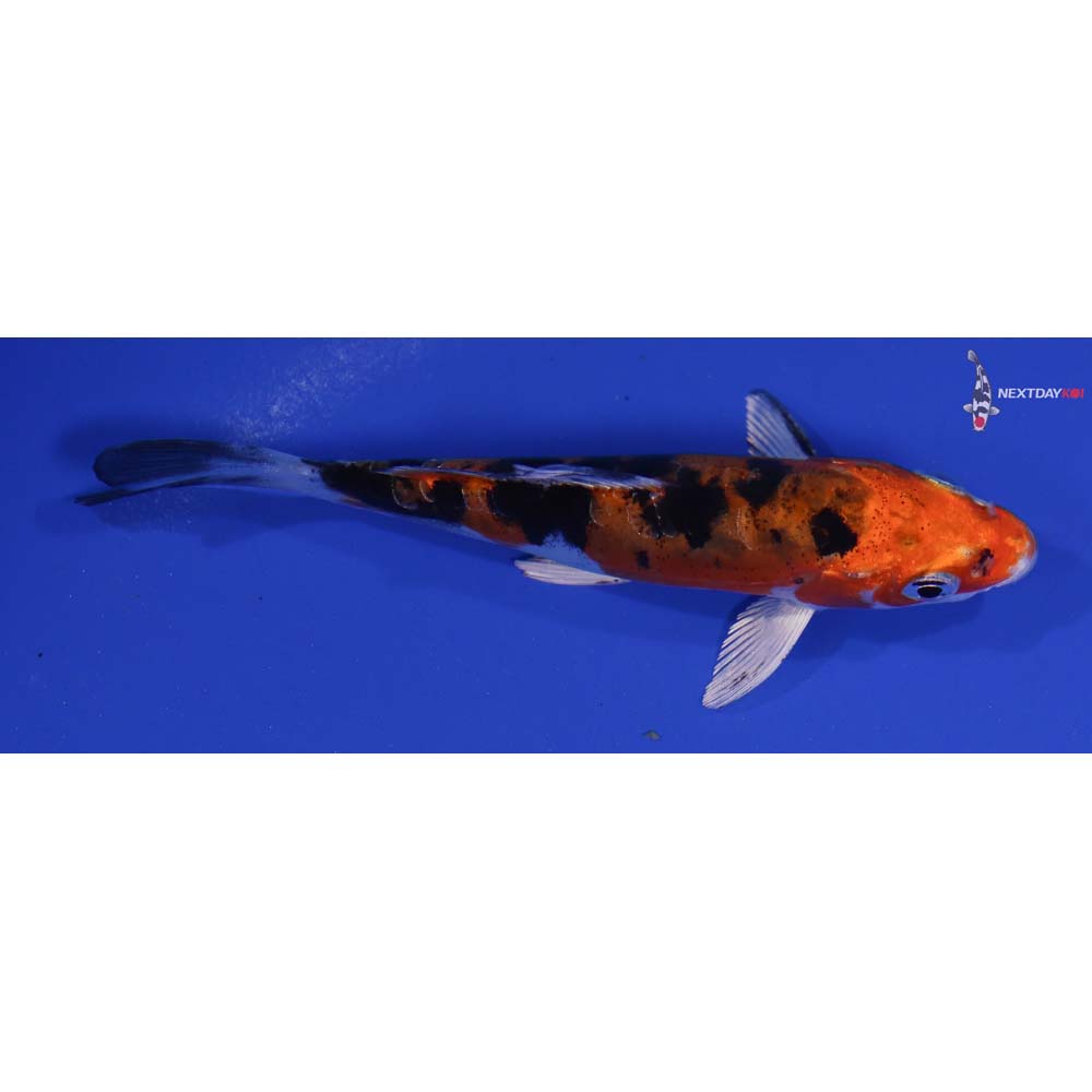 4” Imported Heisei Nishiki