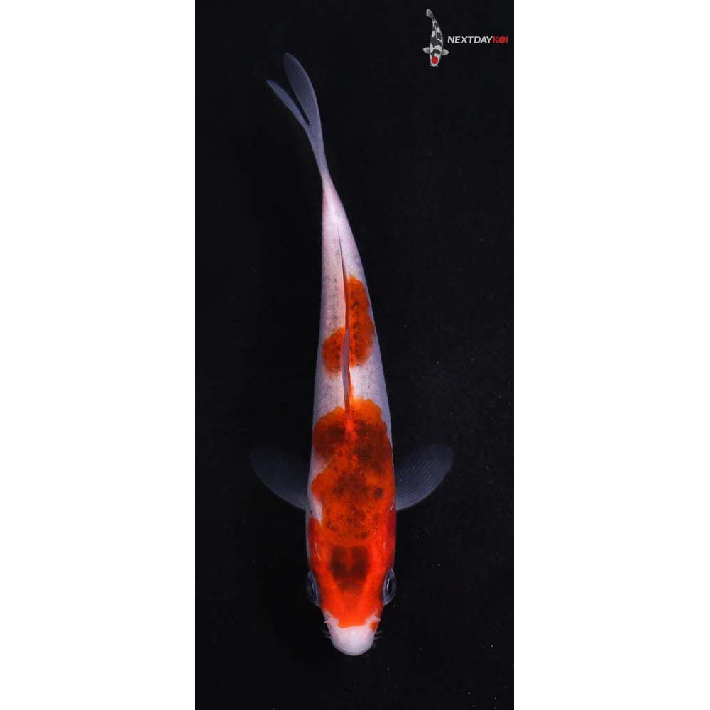 4.5” Imported Goromo