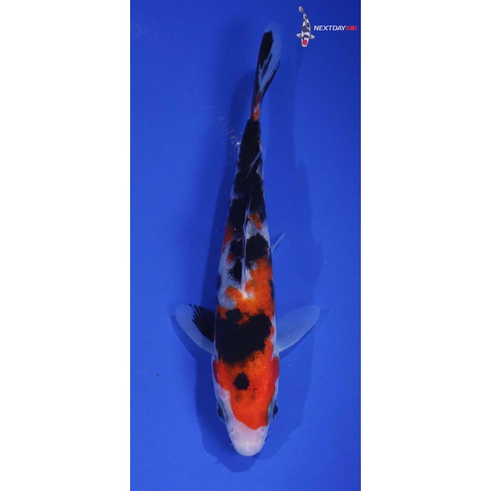 5” Imported Sanke