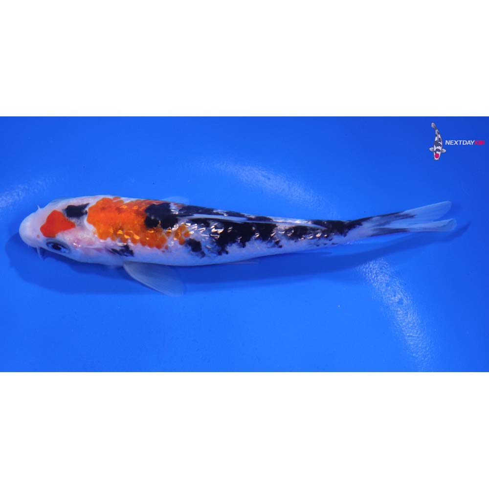 5” Imported Gin Rin Sanke