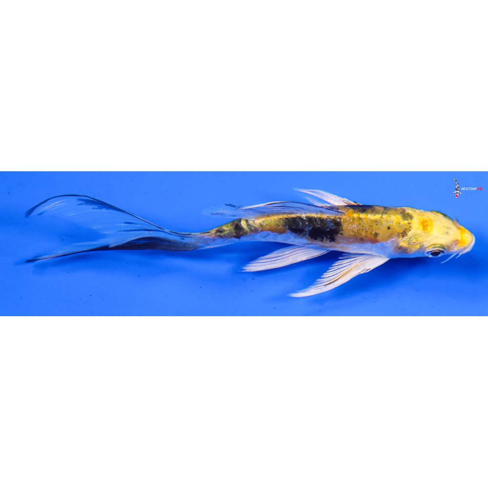 5” Imported Heisei Nishiki Butterfly Koi