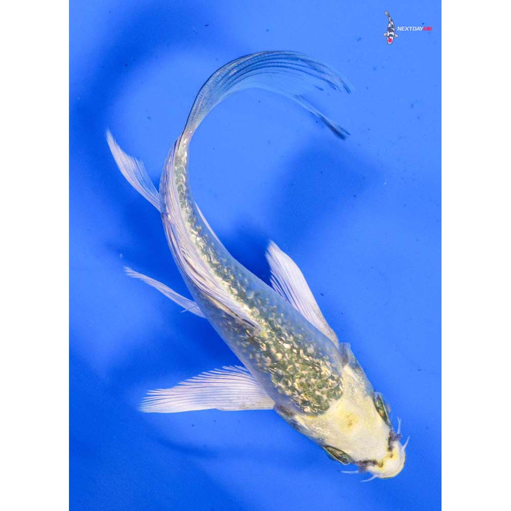 5” Imported Gin Rin Kujaku Butterfly Koi