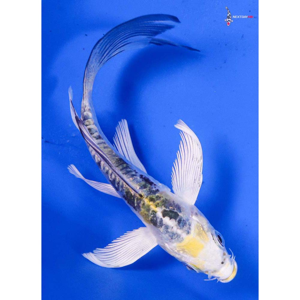 4.5” Imported Doitsu Kujaku Butterfly Koi