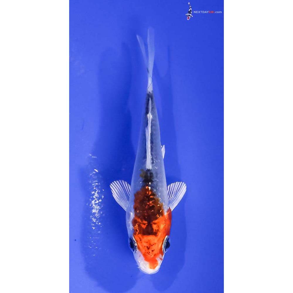 3.5” Imported Kujaku