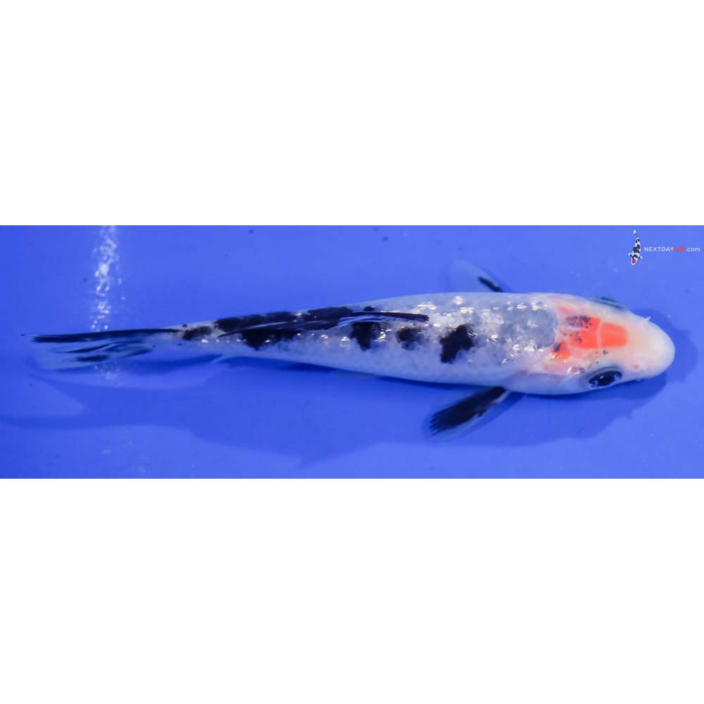 4.5” Imported Gin Rin Sanke