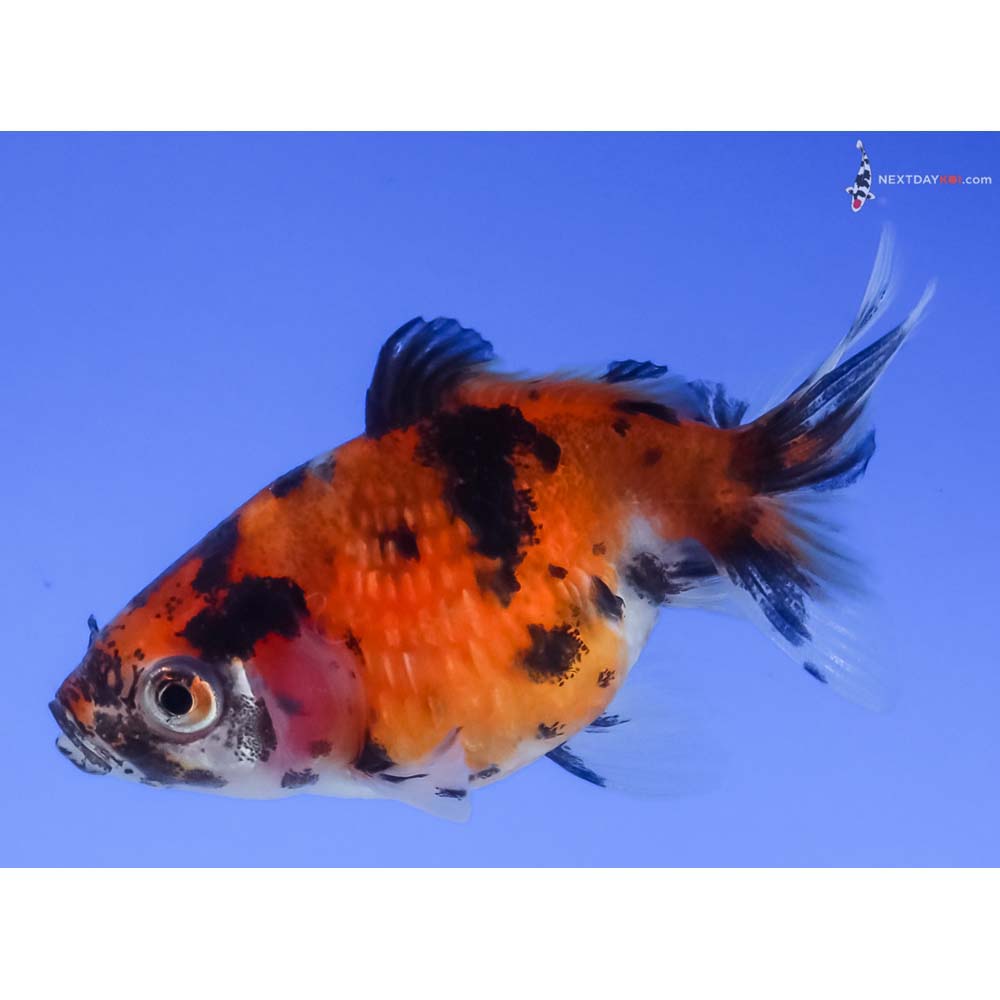 2” Imported Calico Pearlscale