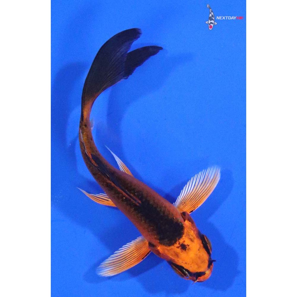 3.5” Imported Orenji Matsuba Butterfly Koi