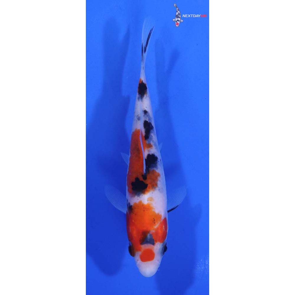 4” Imported Sanke