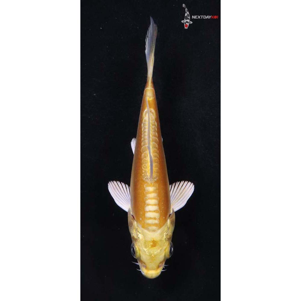 4” Imported Doitsu Yamabuki Ogon