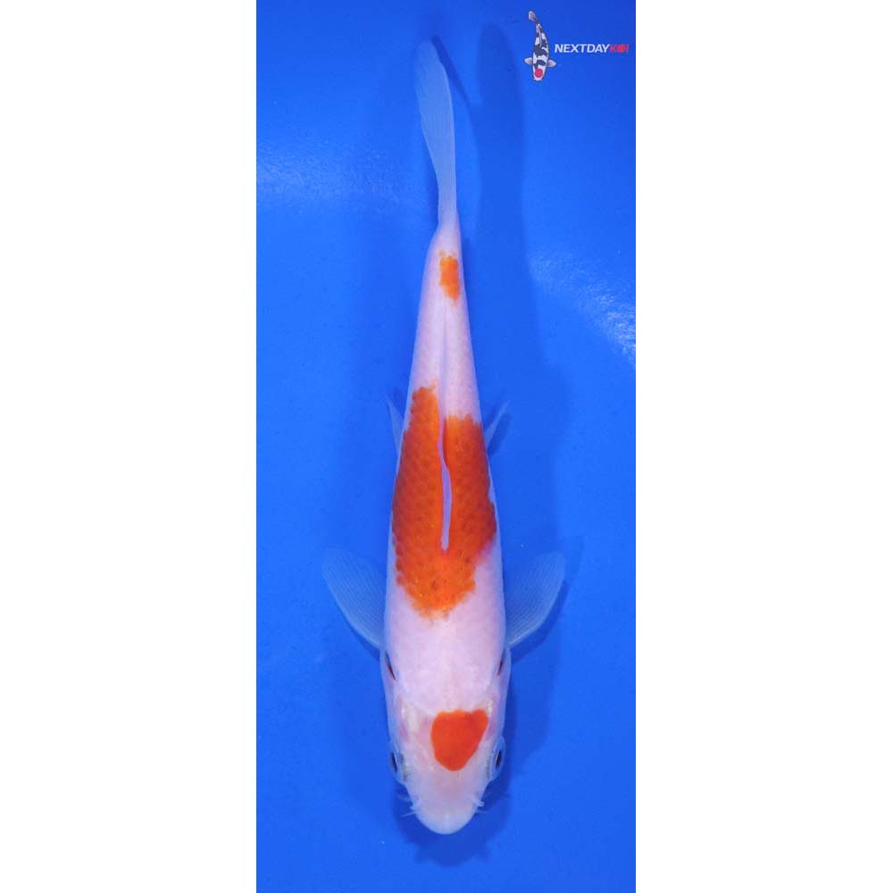 4.5” Imported Kohaku