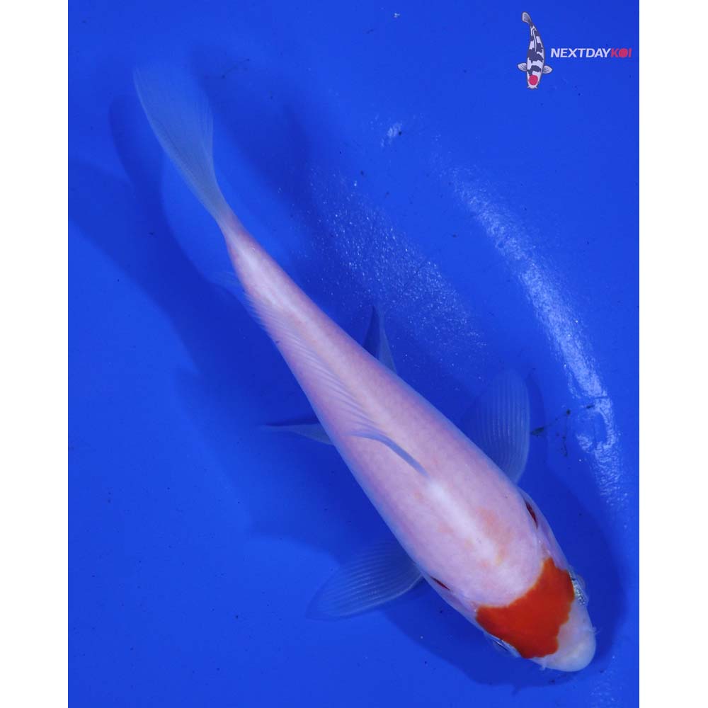 4” Imported Kohaku | Next Day Koi
