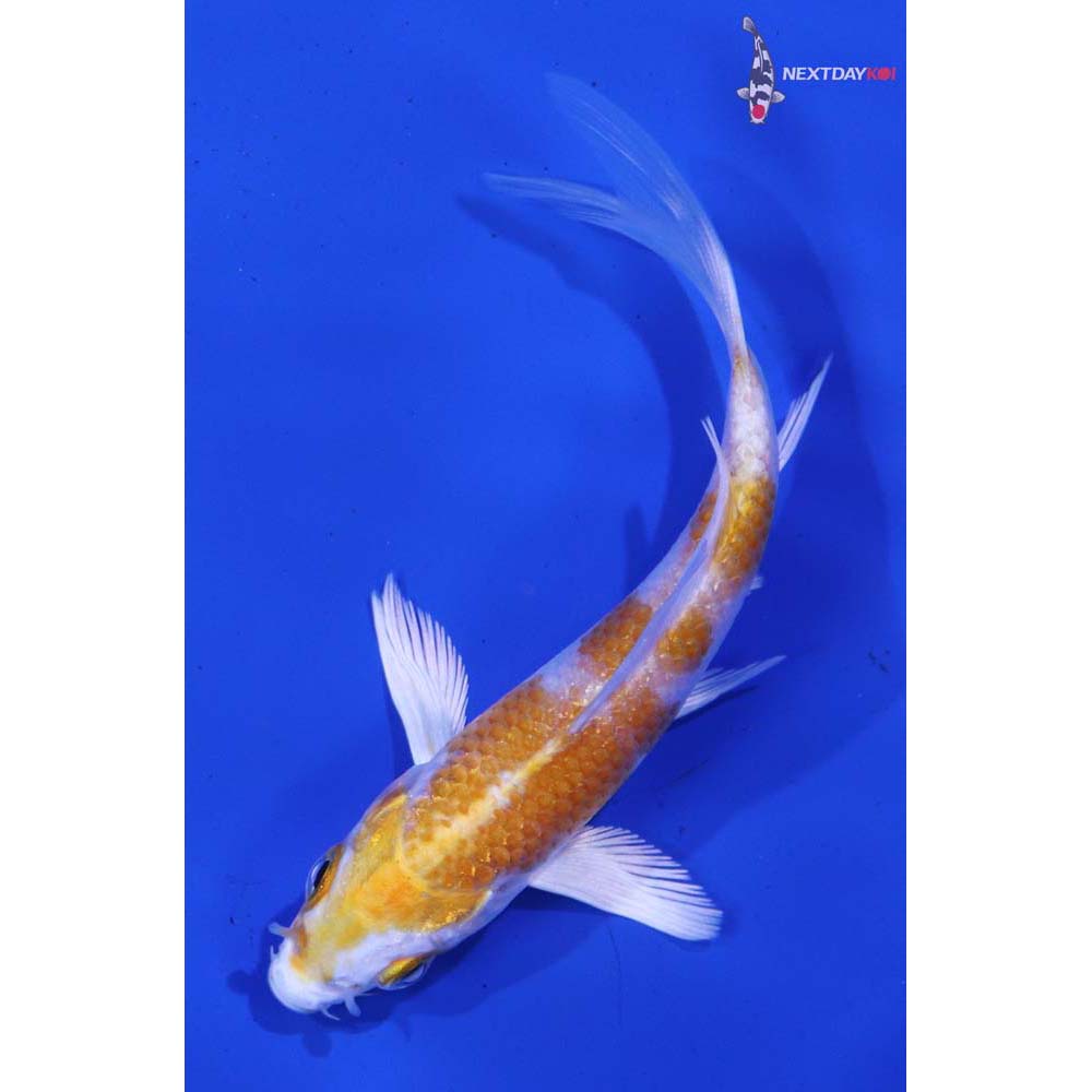 3.5” Imported Lemon Hariwake Butterfly Koi