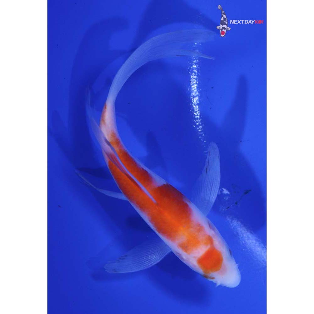 4” Imported Kohaku Butterfly Koi