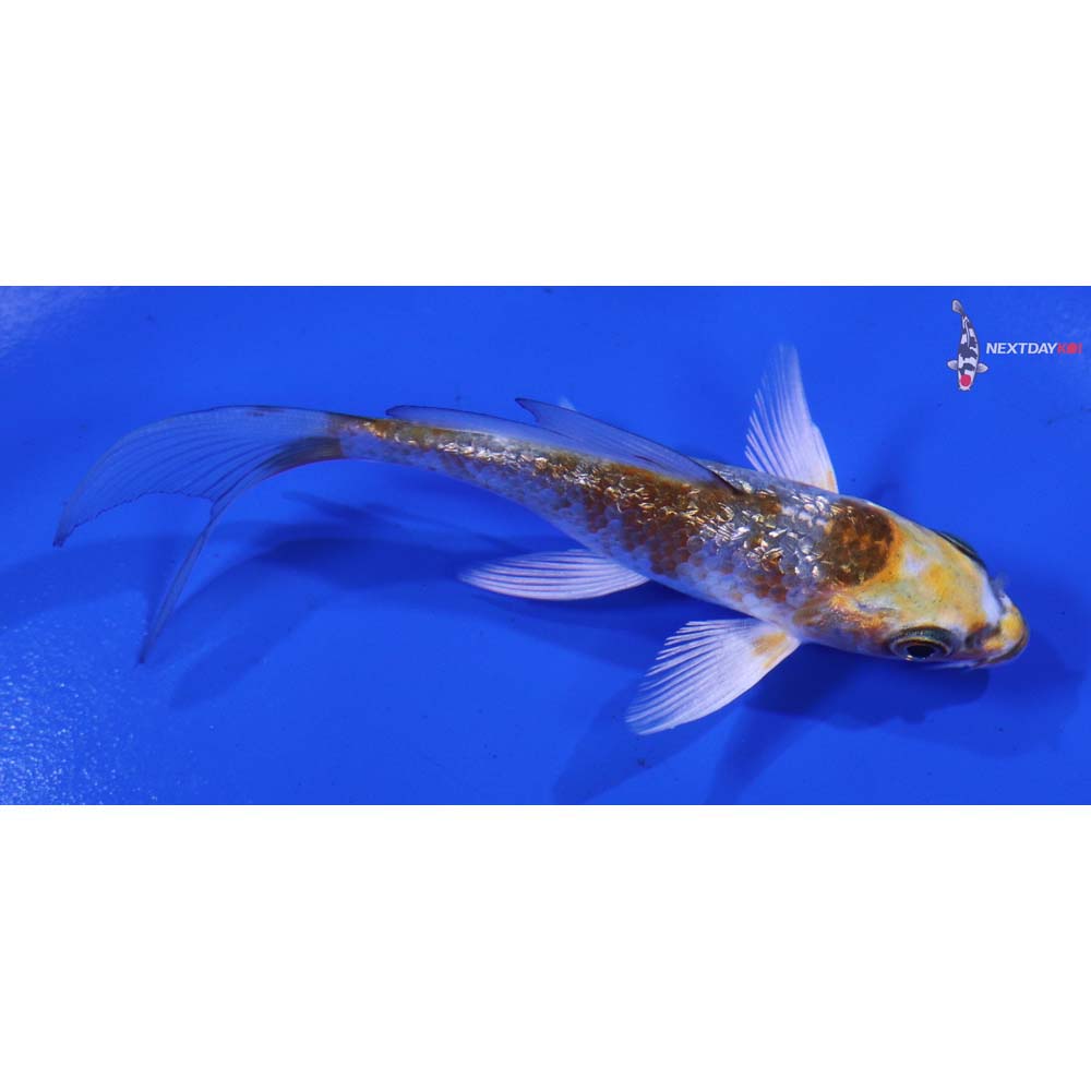 4” Imported Gin Rin Kujaku Butterfly Koi