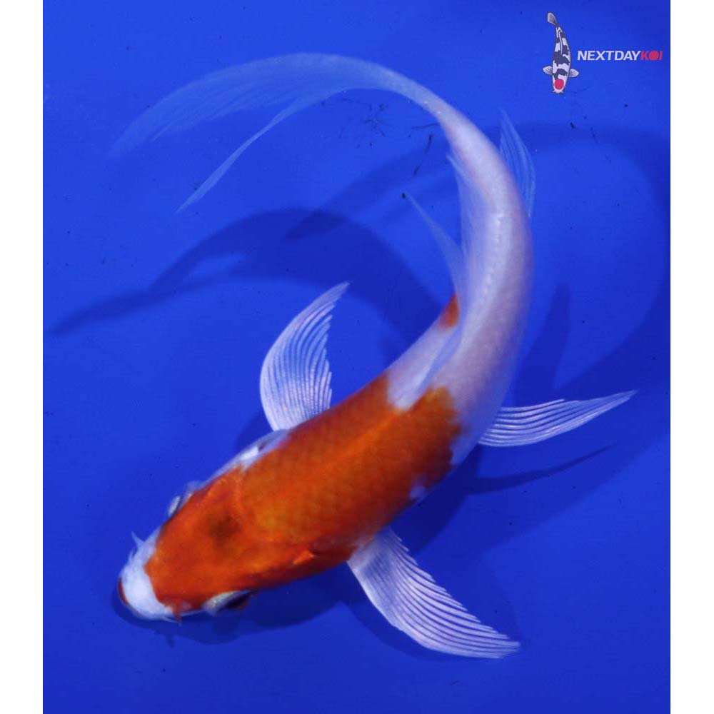 3.5” Imported Hariwake Butterfly Koi
