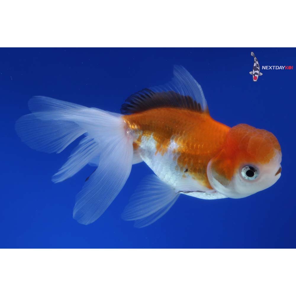 4.5” Imported Calico Oranda
