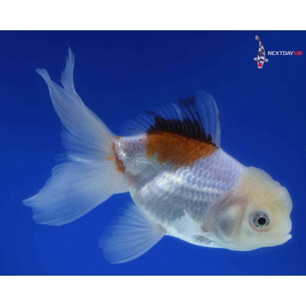 4.5” Imported Tri Color Oranda