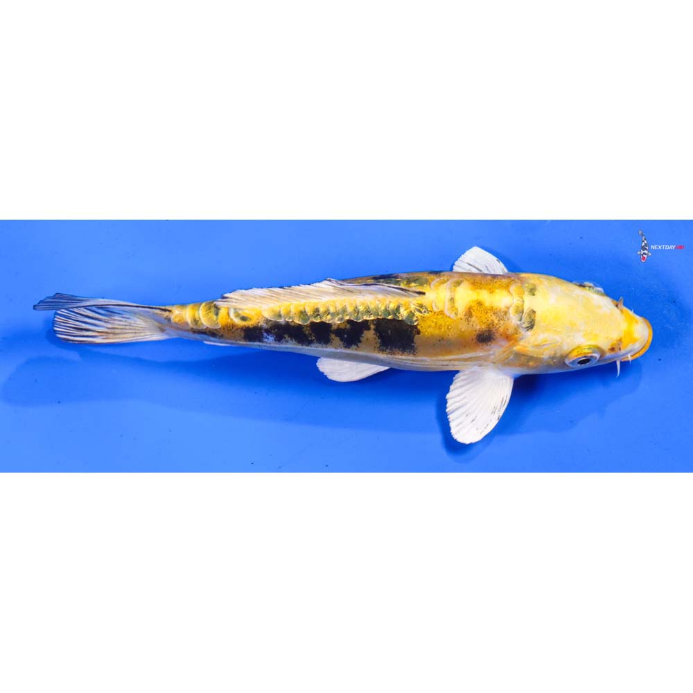 6.5” Imported Doitsu Kin Ki Bekko