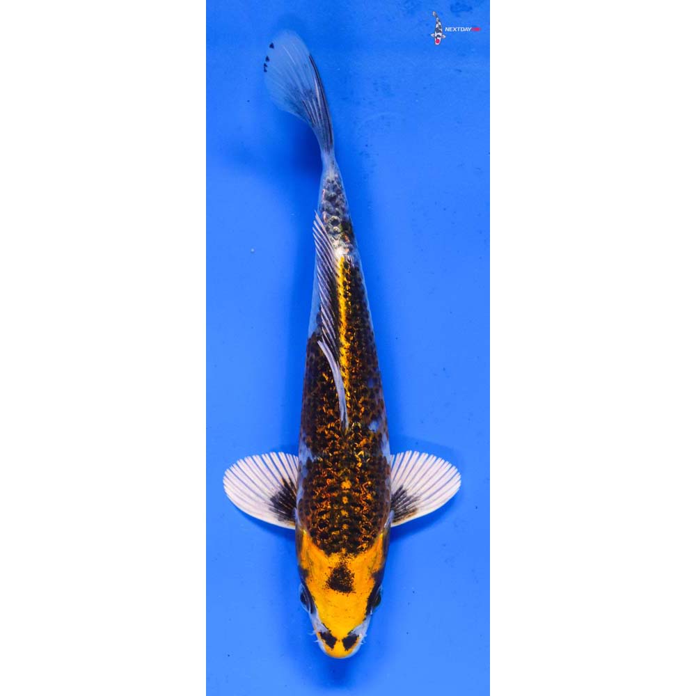 6.5” Imported Gin Rin Kujaku