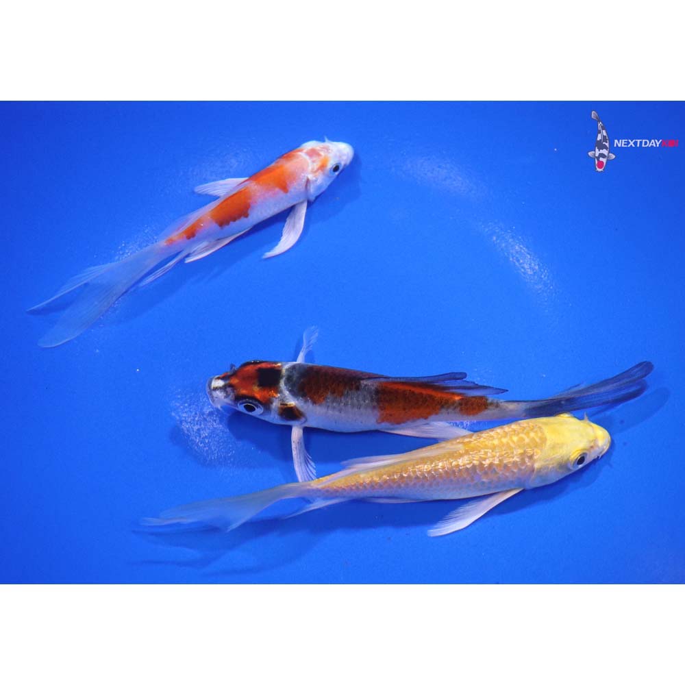 Lot of (3) 3.5-4.5" Imported Assorted Butterfly Koi