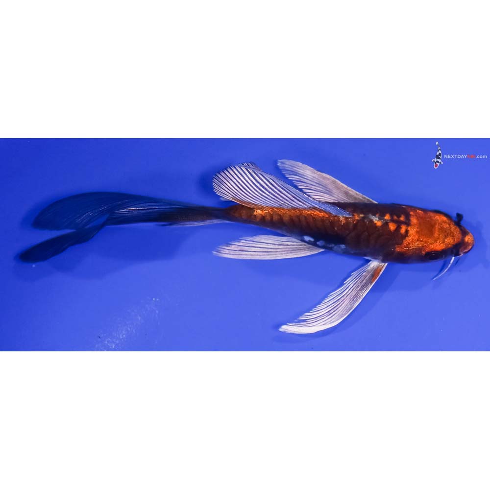 5” Imported Kin Kikokuryu Butterfly Koi