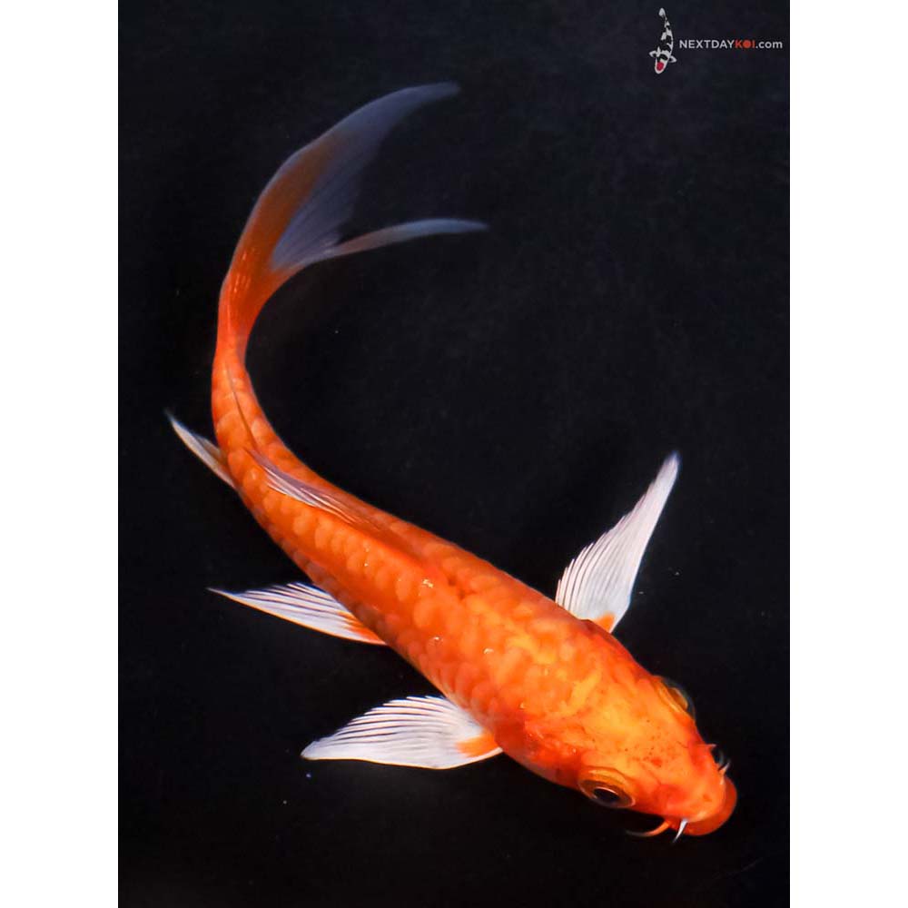 4.5” Imported Doitsu Orenji Ogon Butterfly Koi