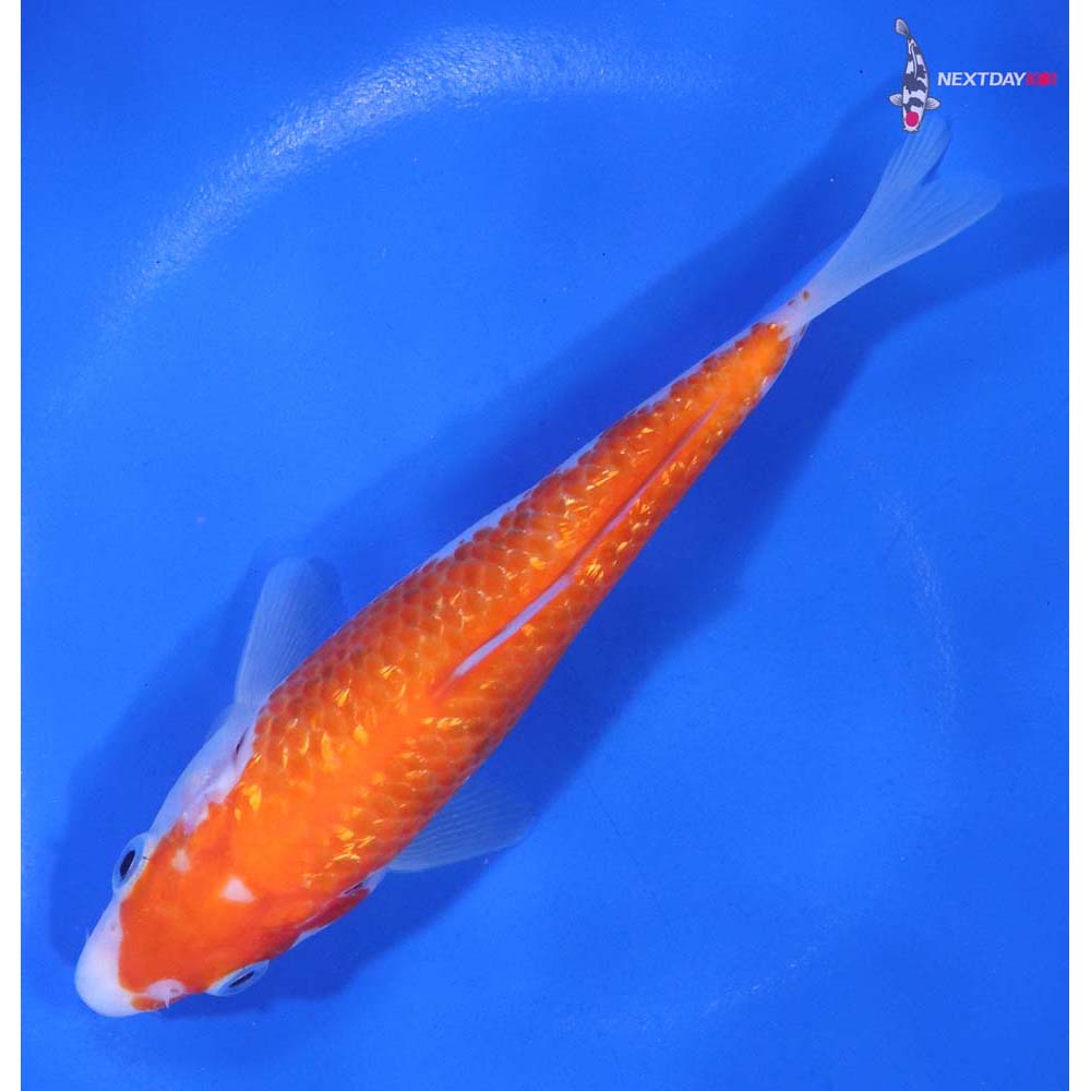 5.5” Imported Gin Rin Kohaku