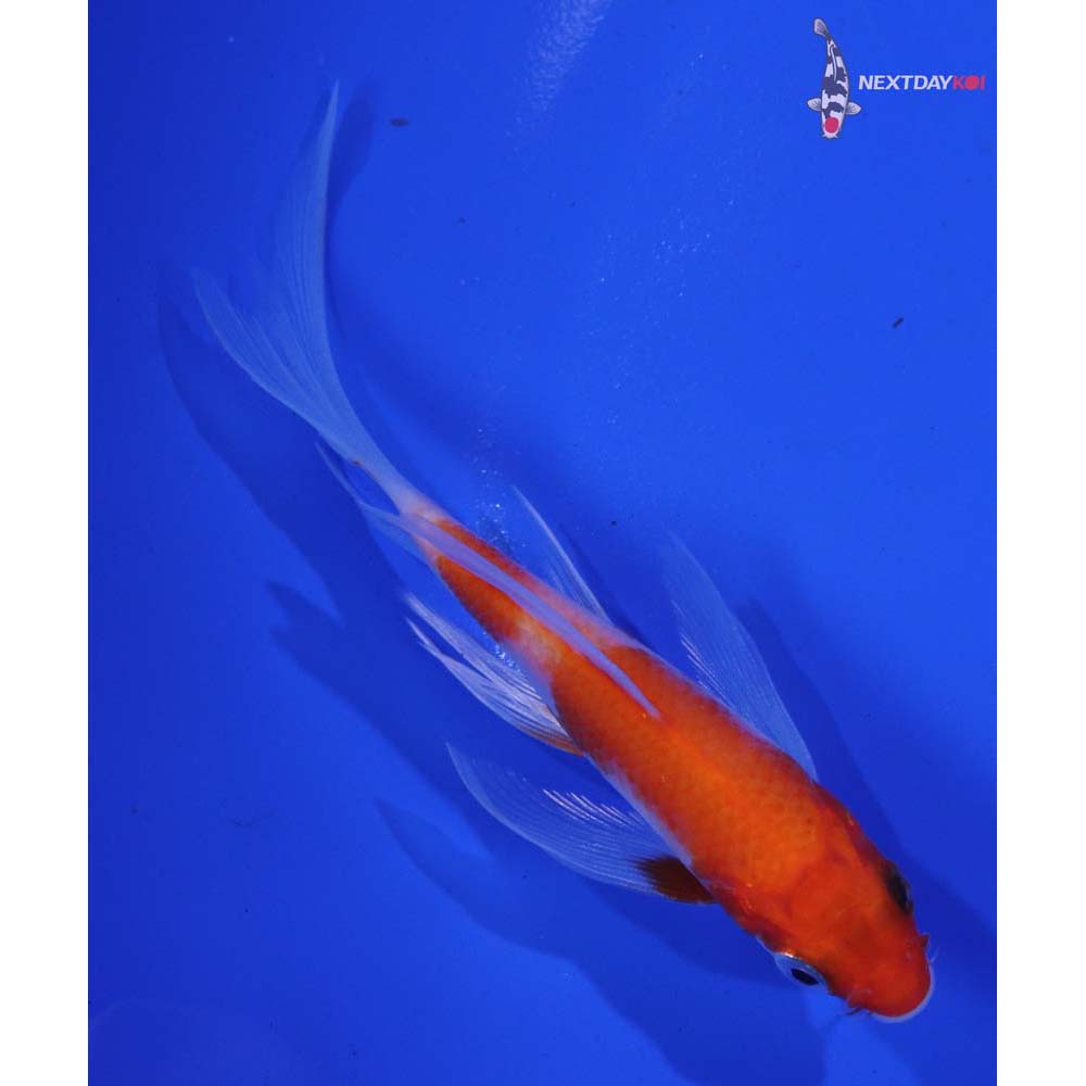 4” Imported Kohaku Butterfly Koi