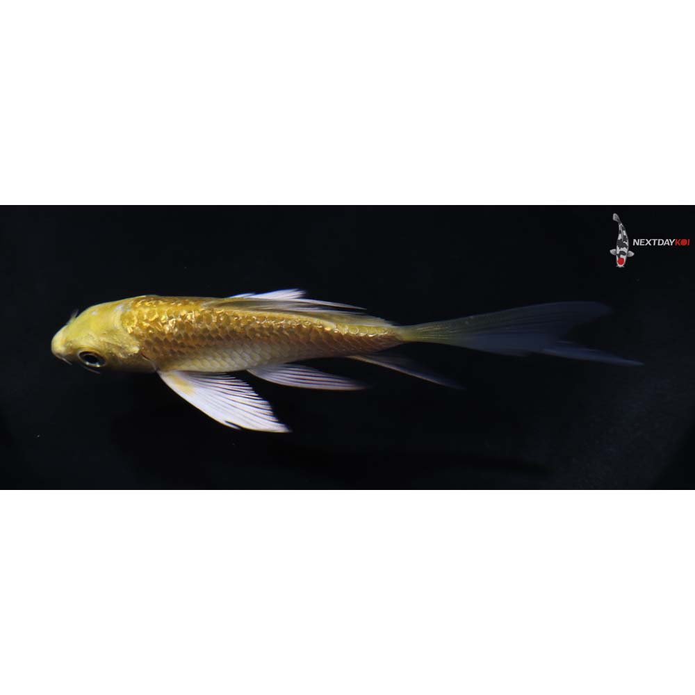 4” Imported Gin Rin Yamabuki Ogon Butterfly Koi