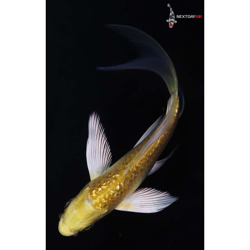 4” Imported Gin Rin Yamabuki Ogon Butterfly Koi