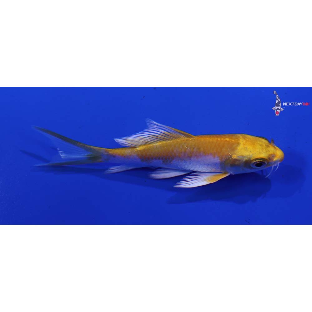 4” Imported Lemon Hariwake Butterfly Koi