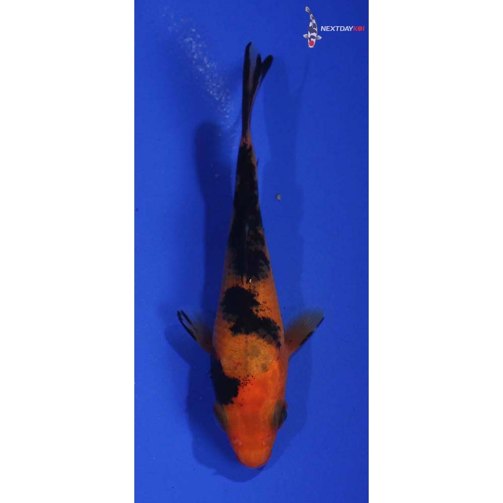 3.5” Imported Aka Bekko