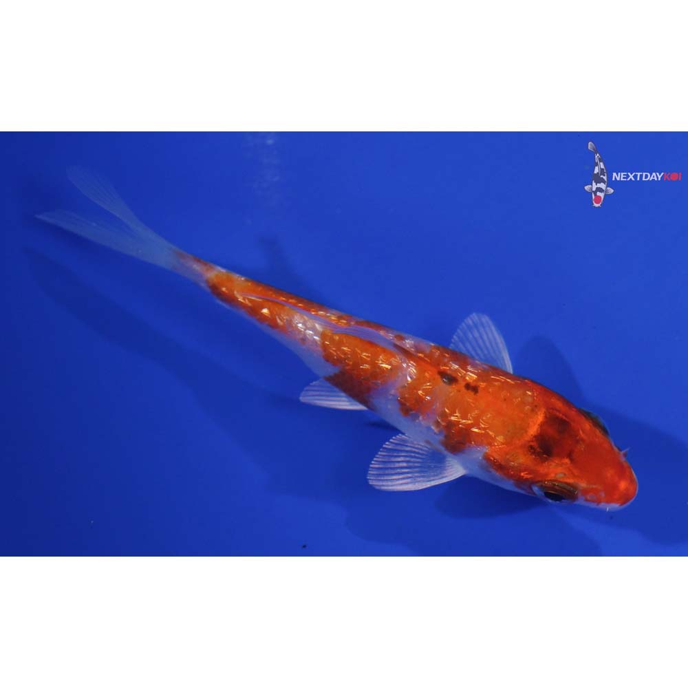 3.5” Imported Gin Rin Hariwake
