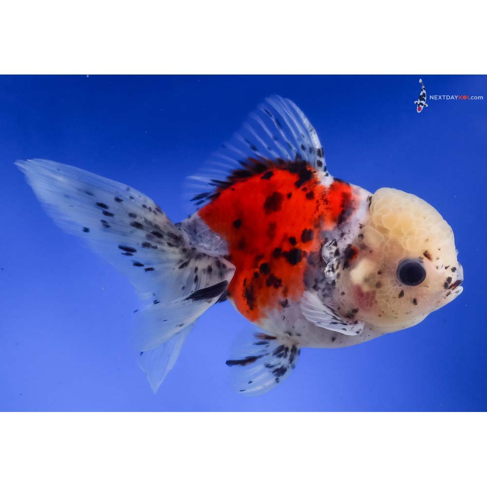 5.5” Imported Calico Oranda
