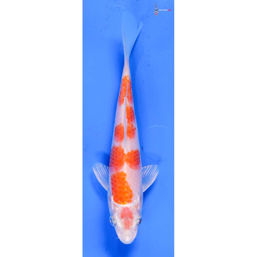 6” Imported Hariwake