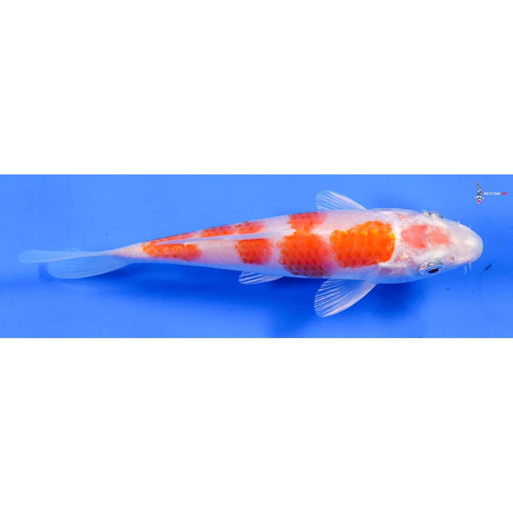 6” Imported Hariwake
