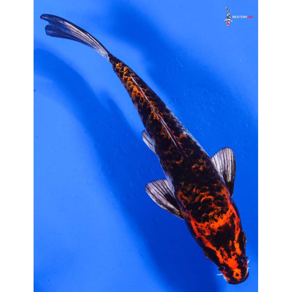 6” Imported Kujaku